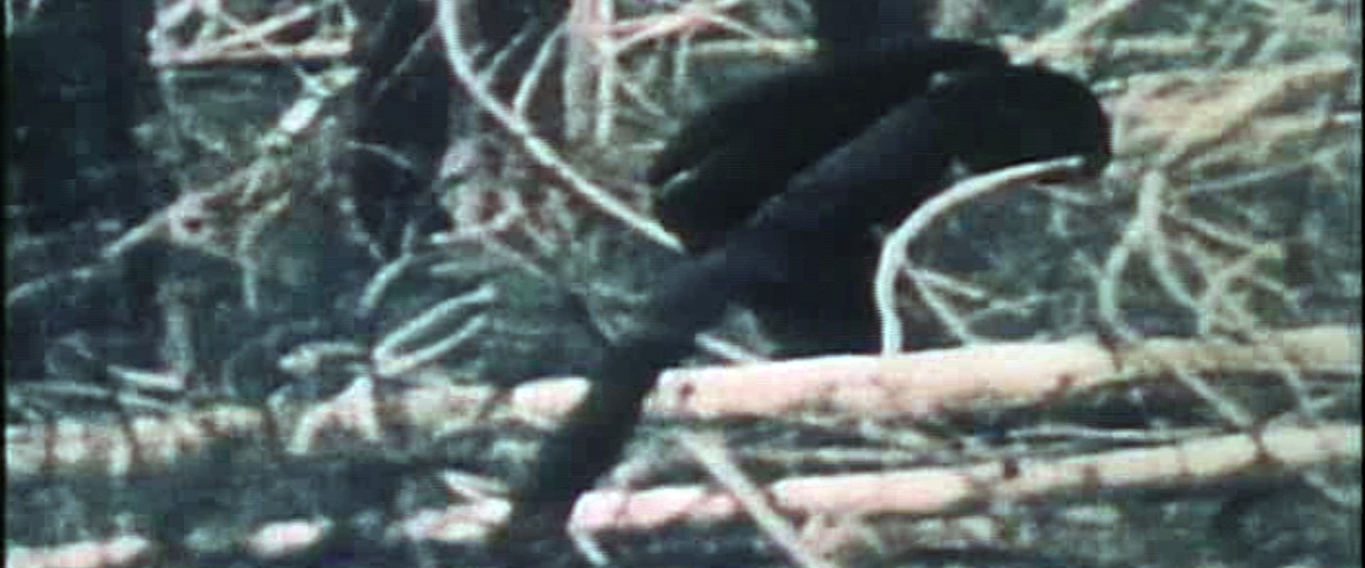 The Legend of Bigfoot