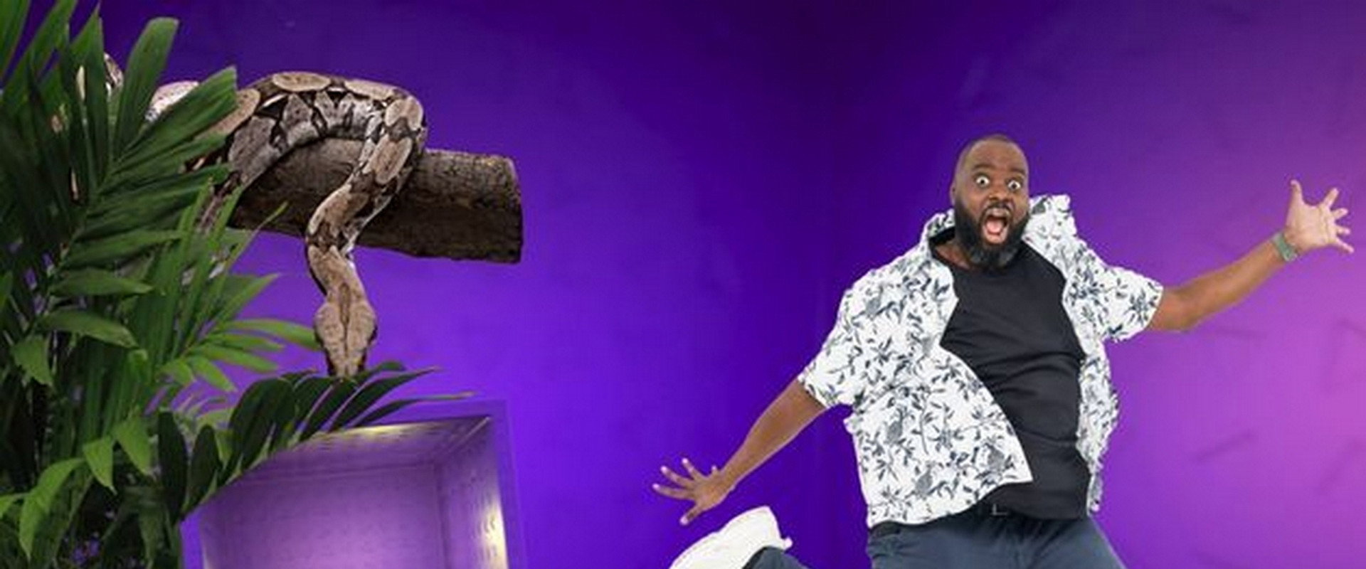 Les 100 vidéos qui ont fait rire le monde entier