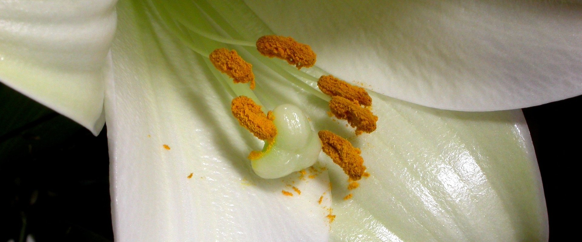 The Private Life of Plants