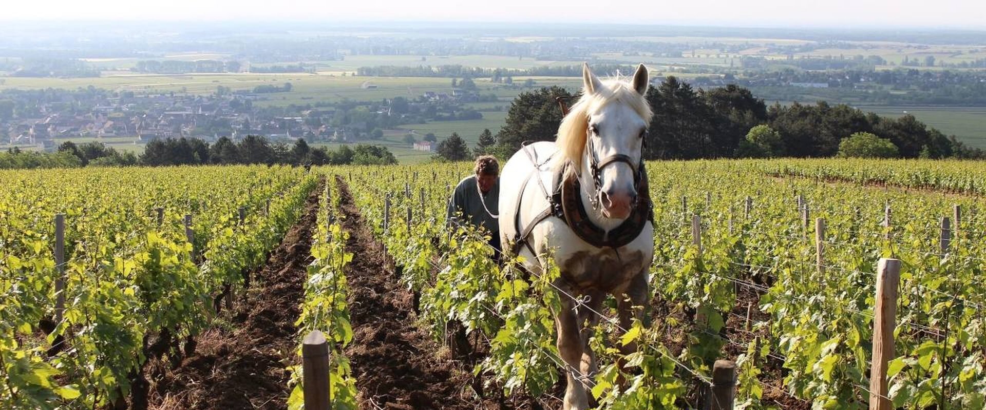 Grand Cru