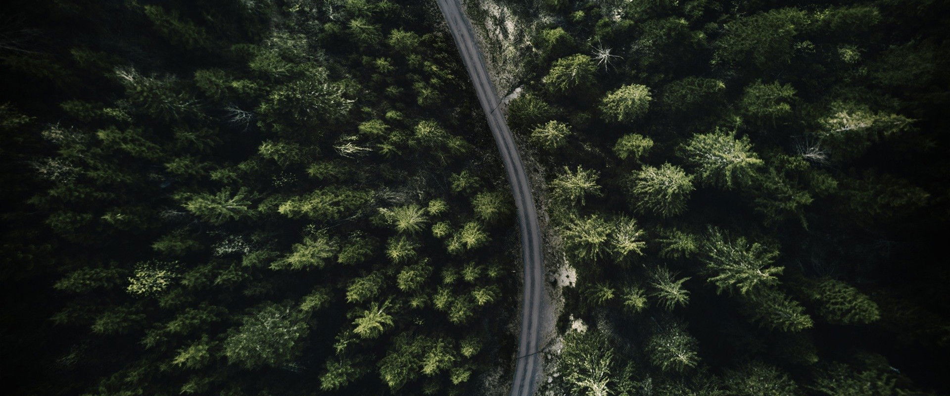 The Wonderland Murders