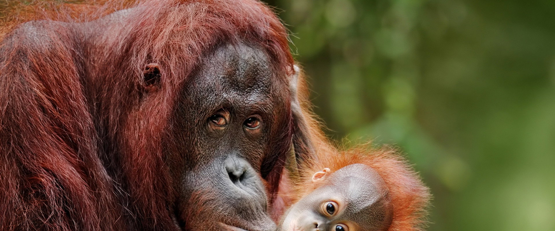 Escape from Extinction