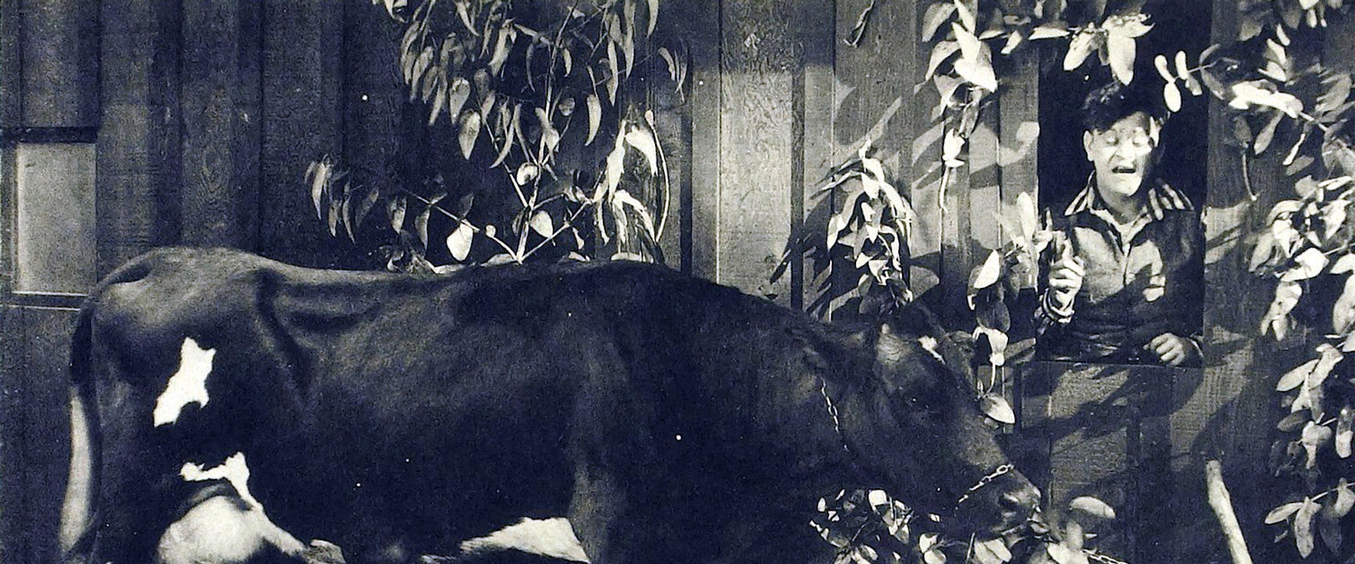 Moonshine's banner image