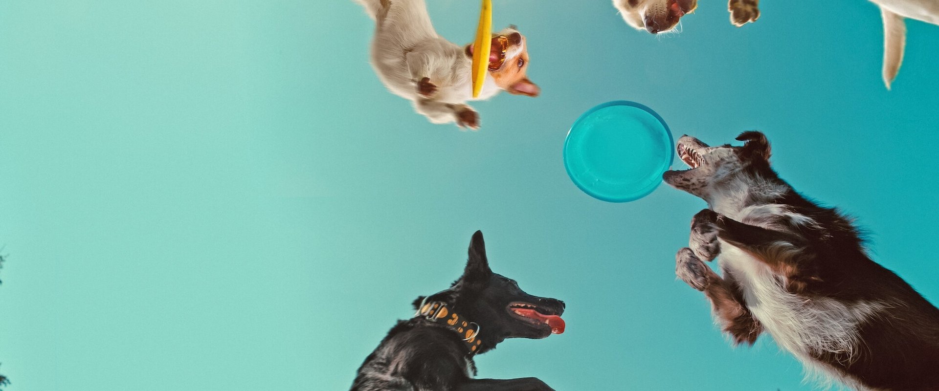 Inside the Mind of a Dog