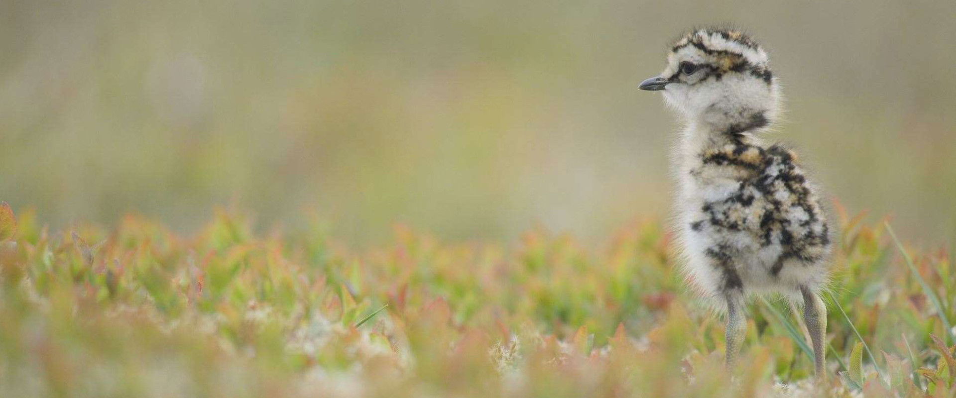 Scotland: The New Wild