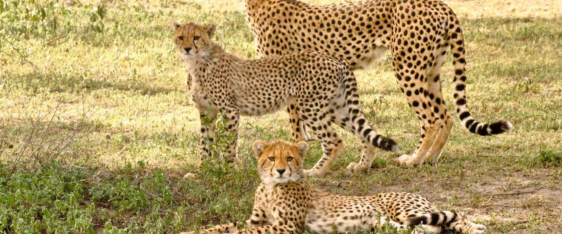Serengeti Speed Queen