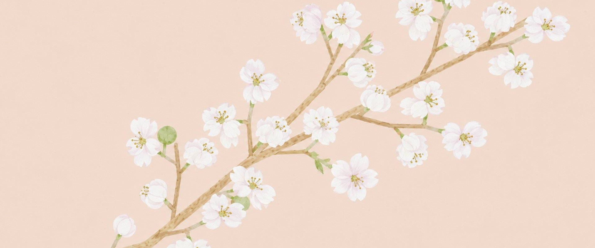 Blossom's banner image
