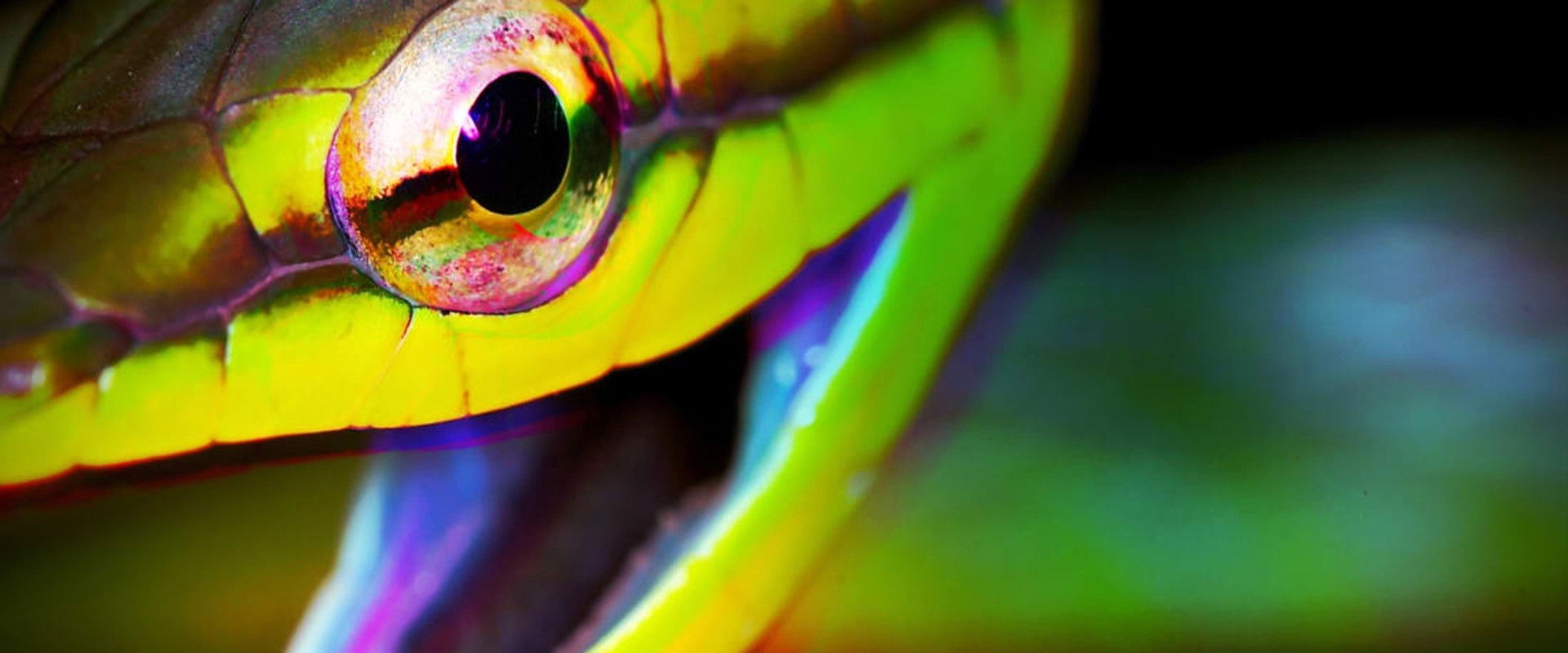 Weird, True & Freaky