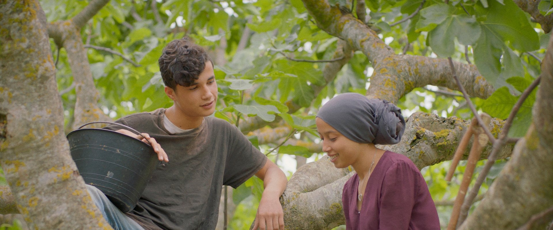 Under the Fig Trees