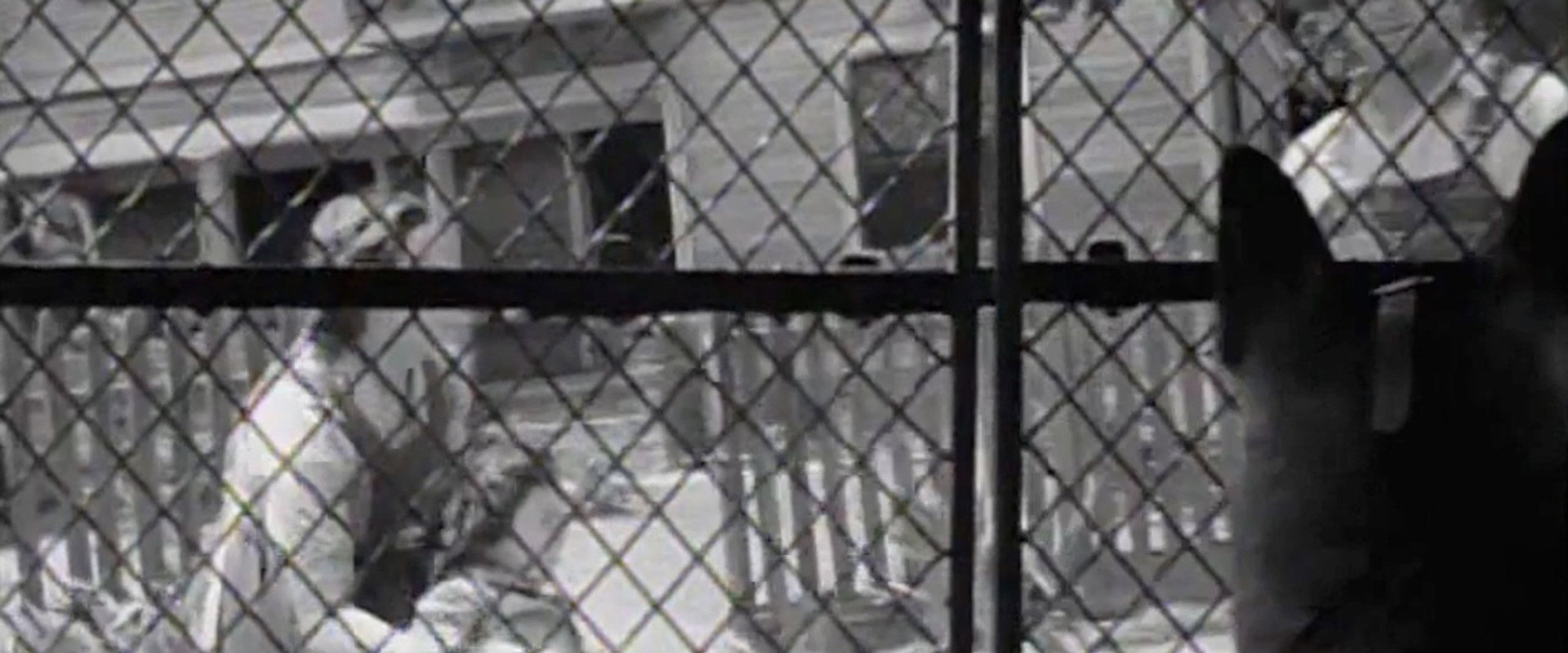 Killer Dog's banner image