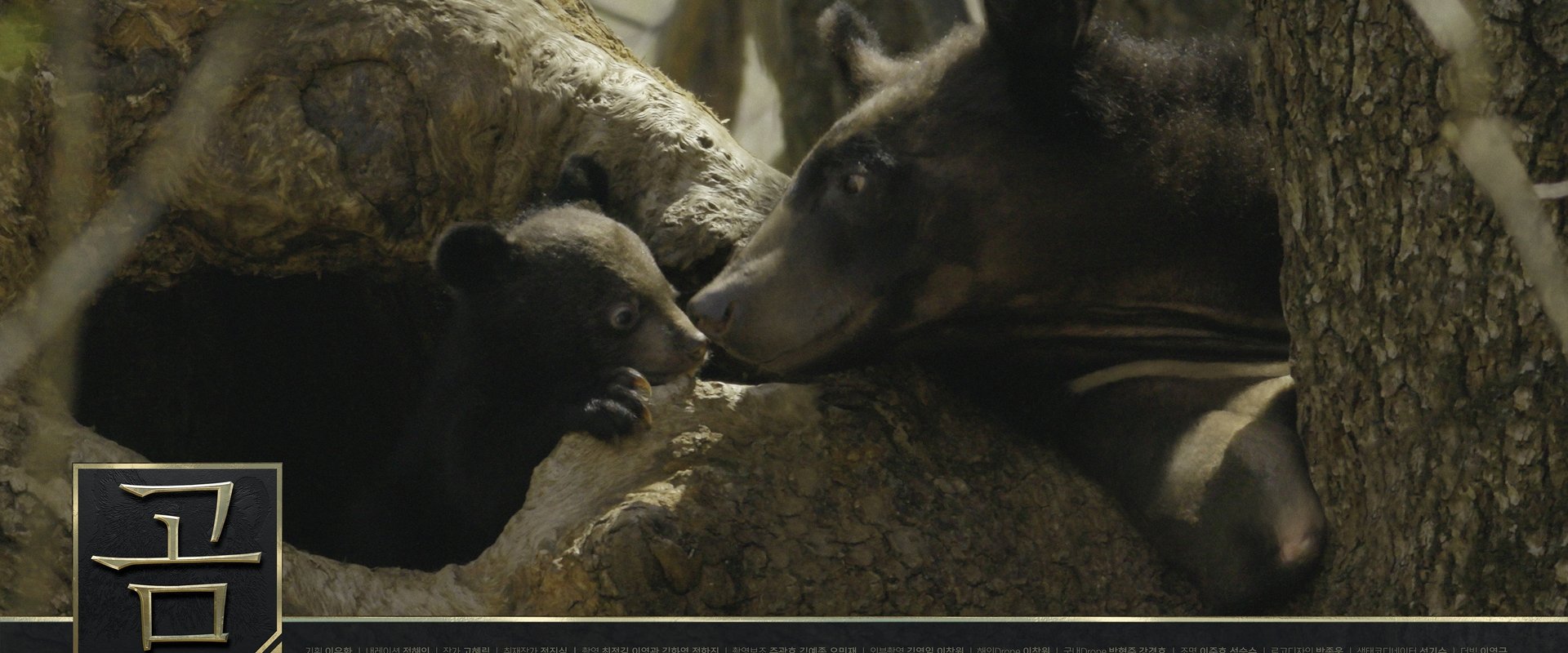 Bears