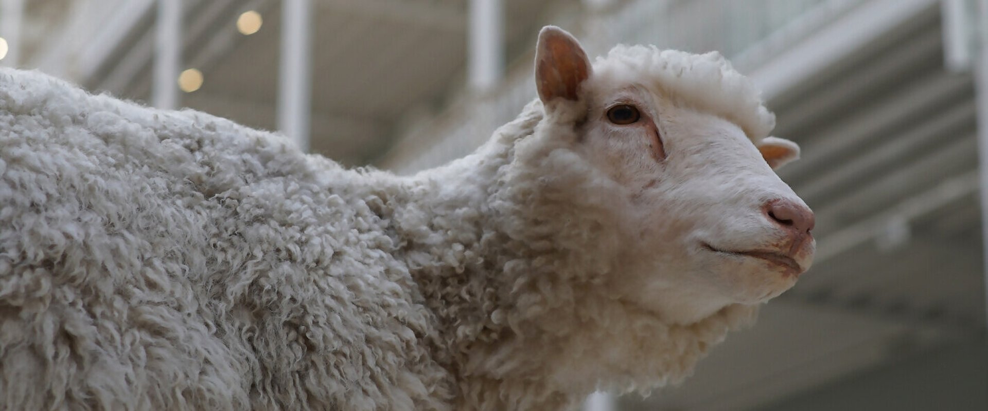 Dolly: The Sheep That Changed the World