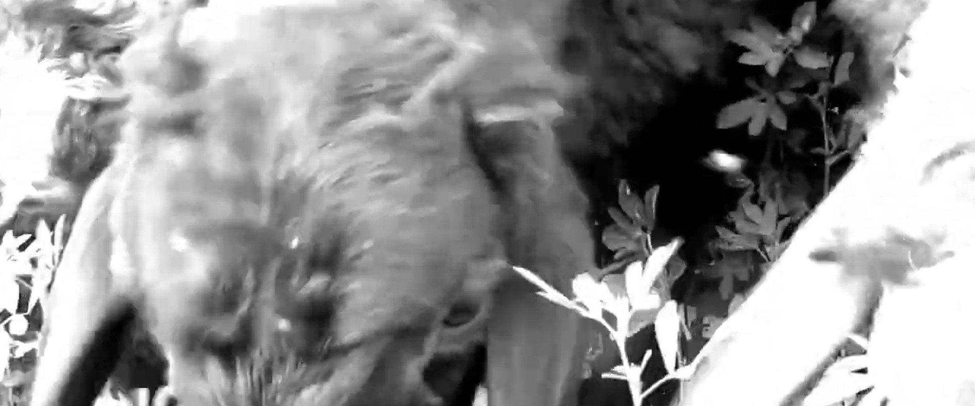 Darvish's banner image