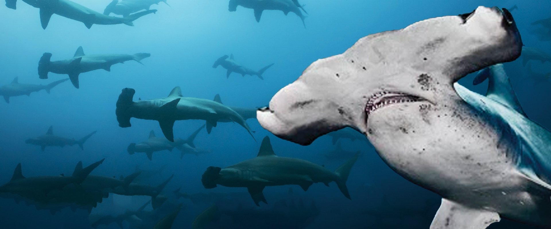 Galapagos Realm Of Giant Sharks