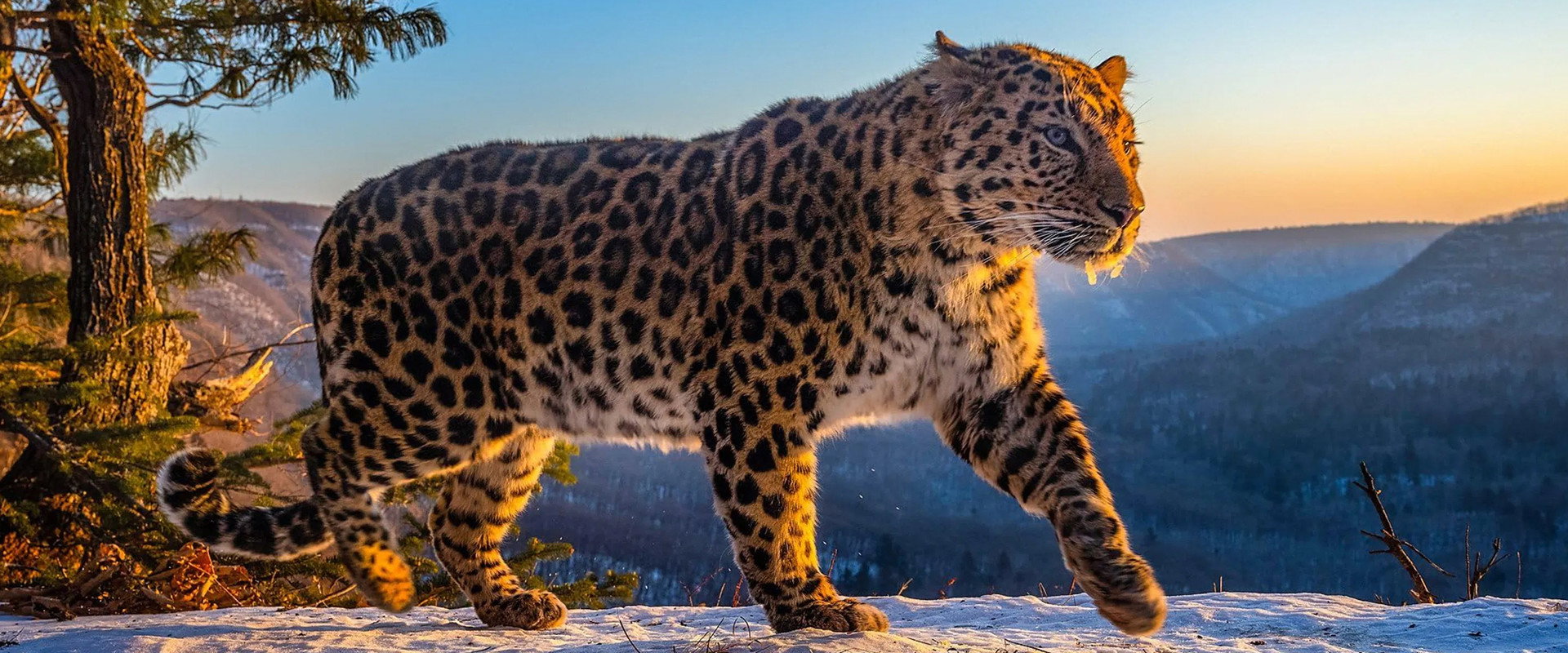 Frozen Planet II's banner image