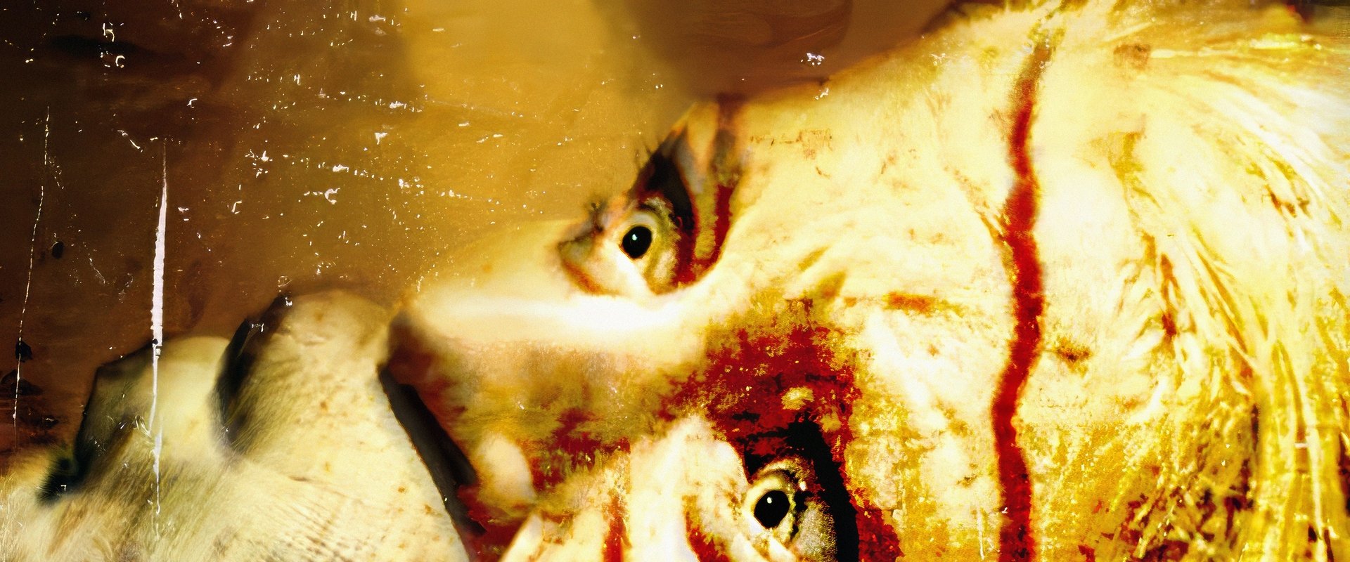 The Hills Have Eyes