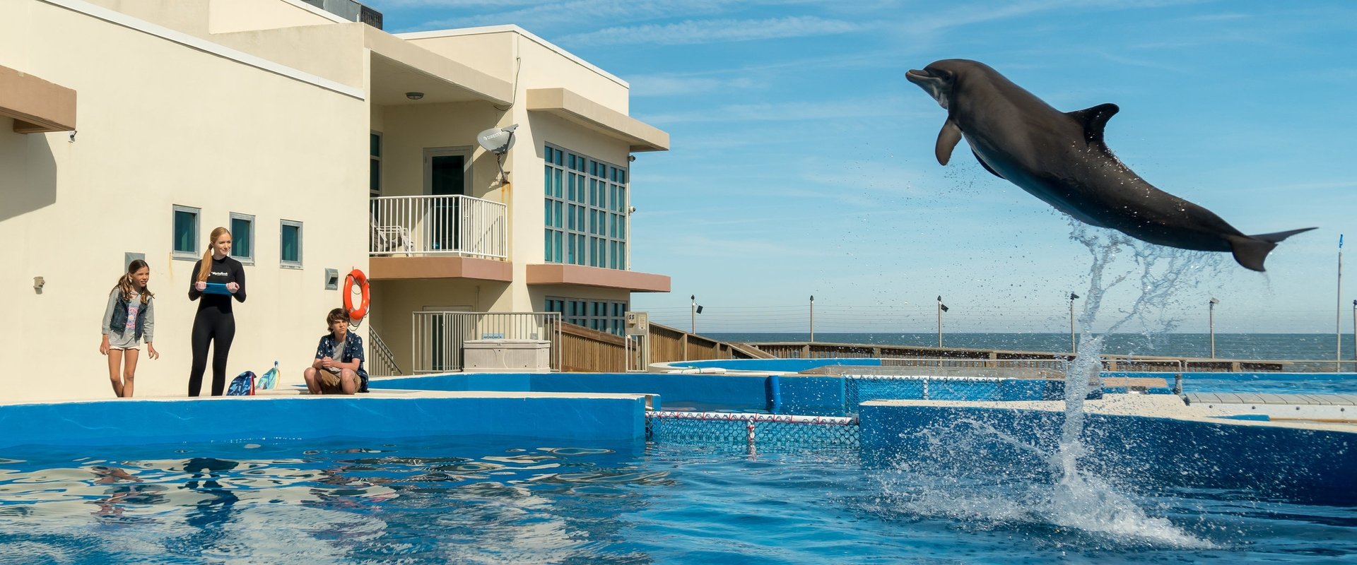 Bernie der Delfin