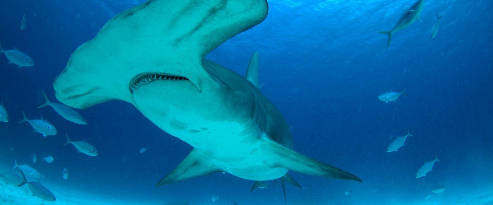 Mega Hammerhead