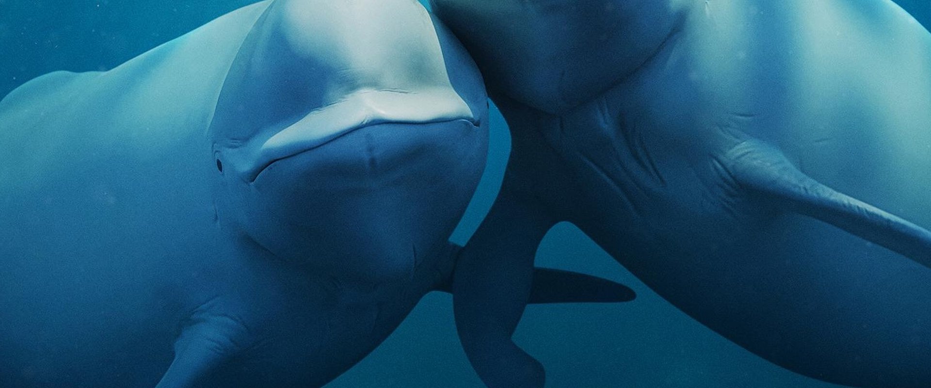 Our Oceans