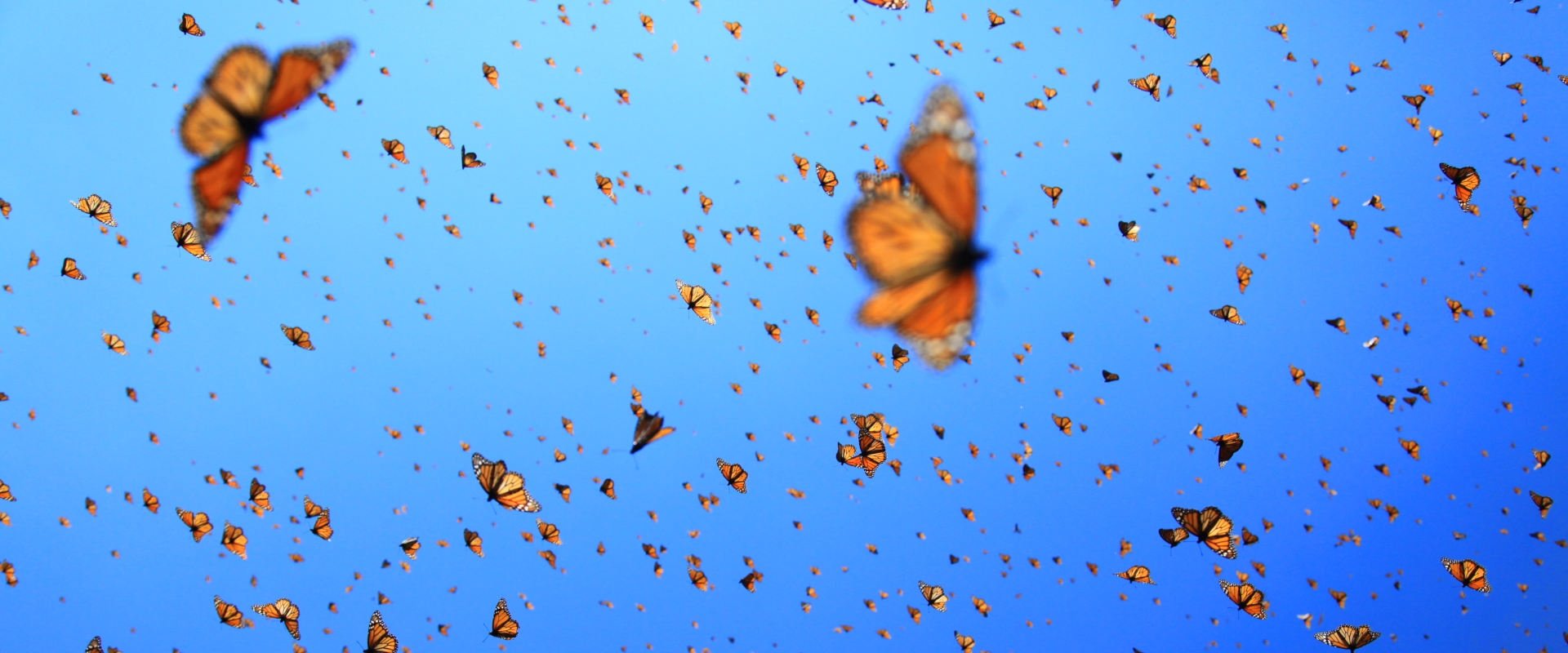 Flight of the Butterflies