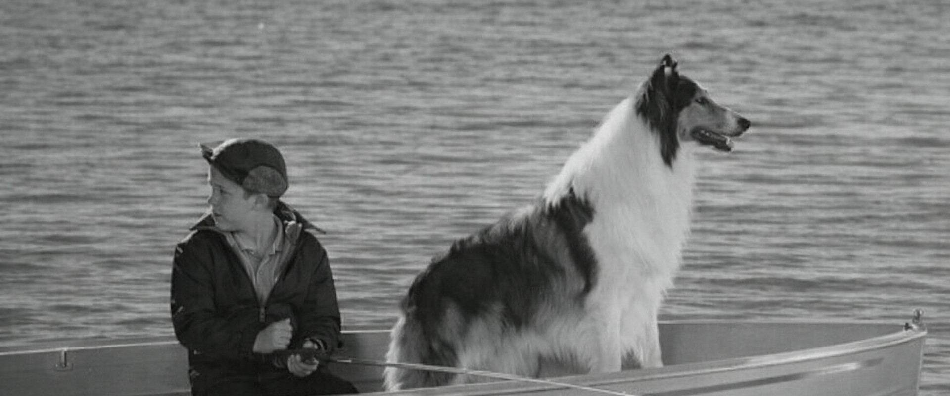 Lassie: Disappearance's banner image