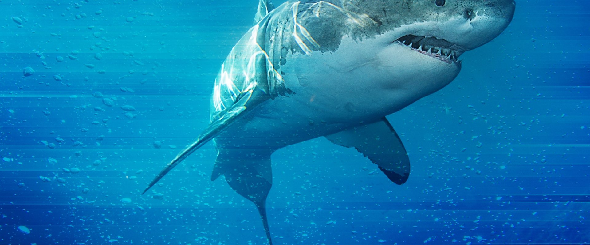 Game of Sharks