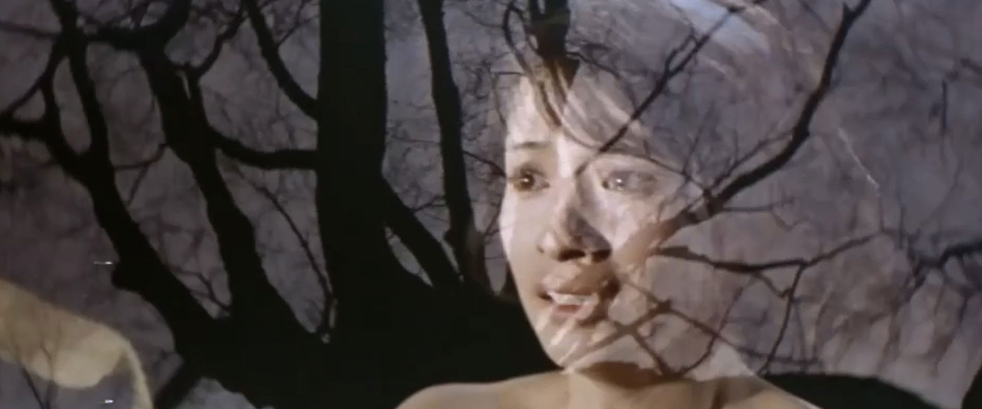 Night Butterflies's banner image