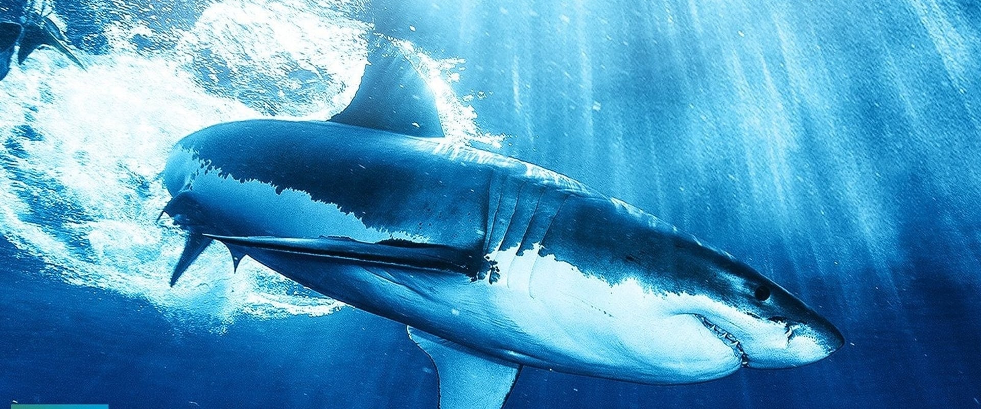 Requins : à bas la mauvaise réputation !