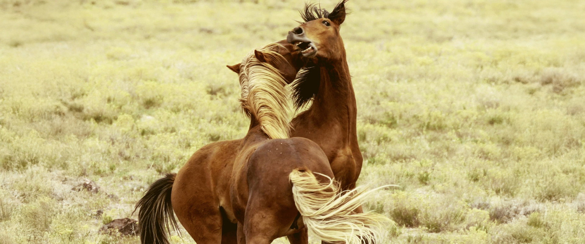 Battle of the Alphas