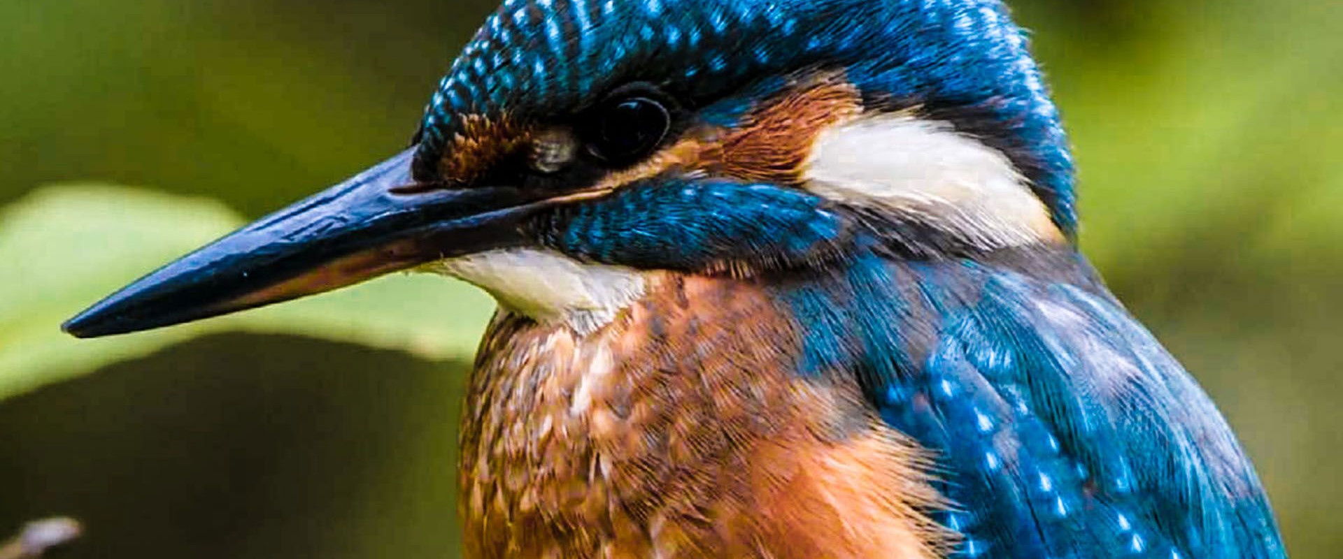 Secret Life of the Forest