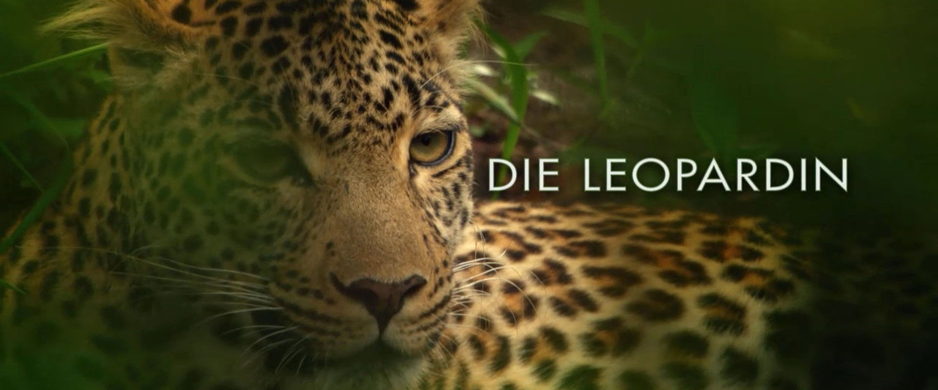 Die Leopardin