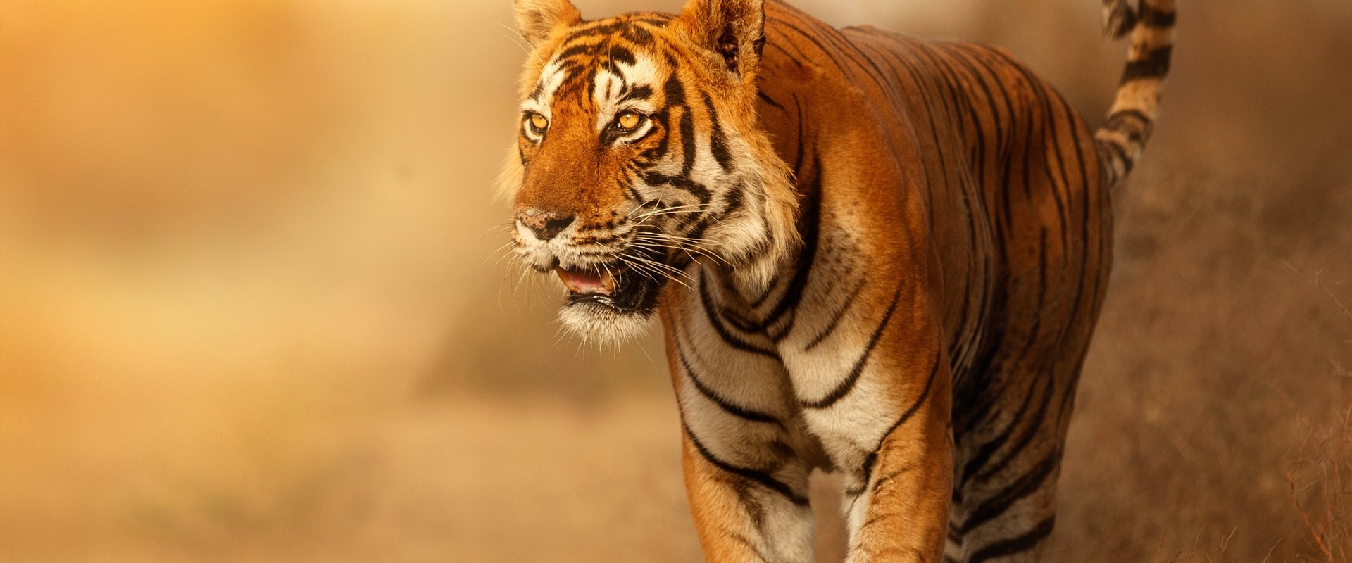 Wild Cats of India