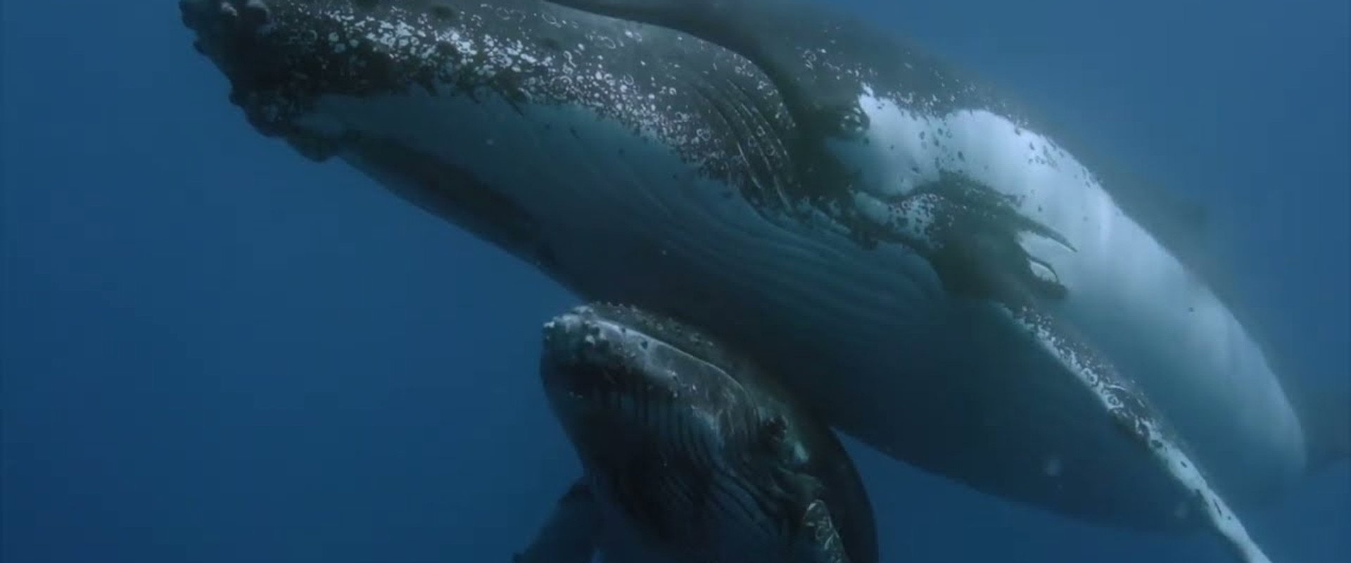 Des baleines, des tortues et des hommes