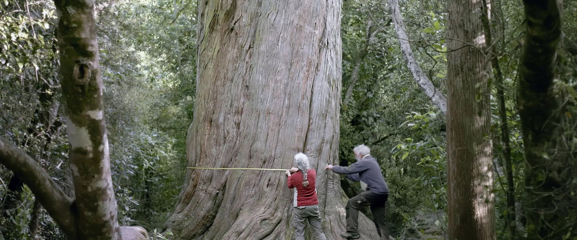 Nouvelle-Zélande, la forêt des géants