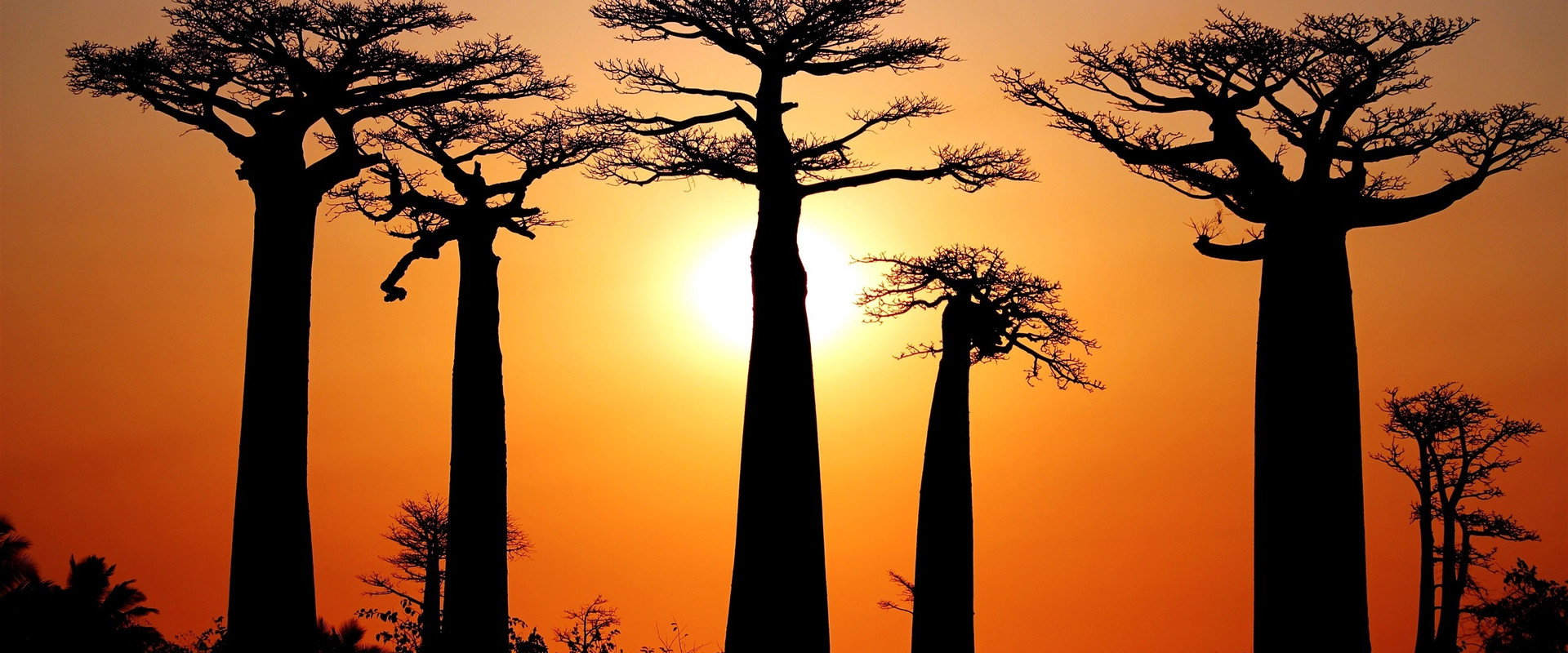 Baobabs between Land and Sea