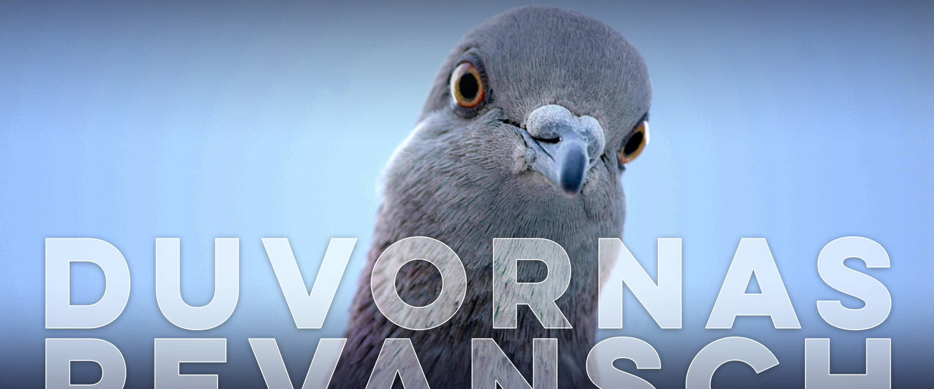 The Pigeon Hustle