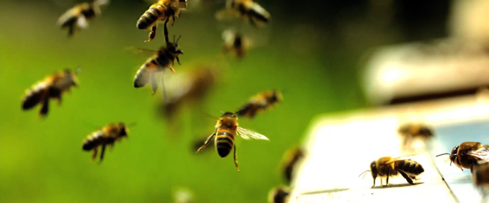Hive Alive