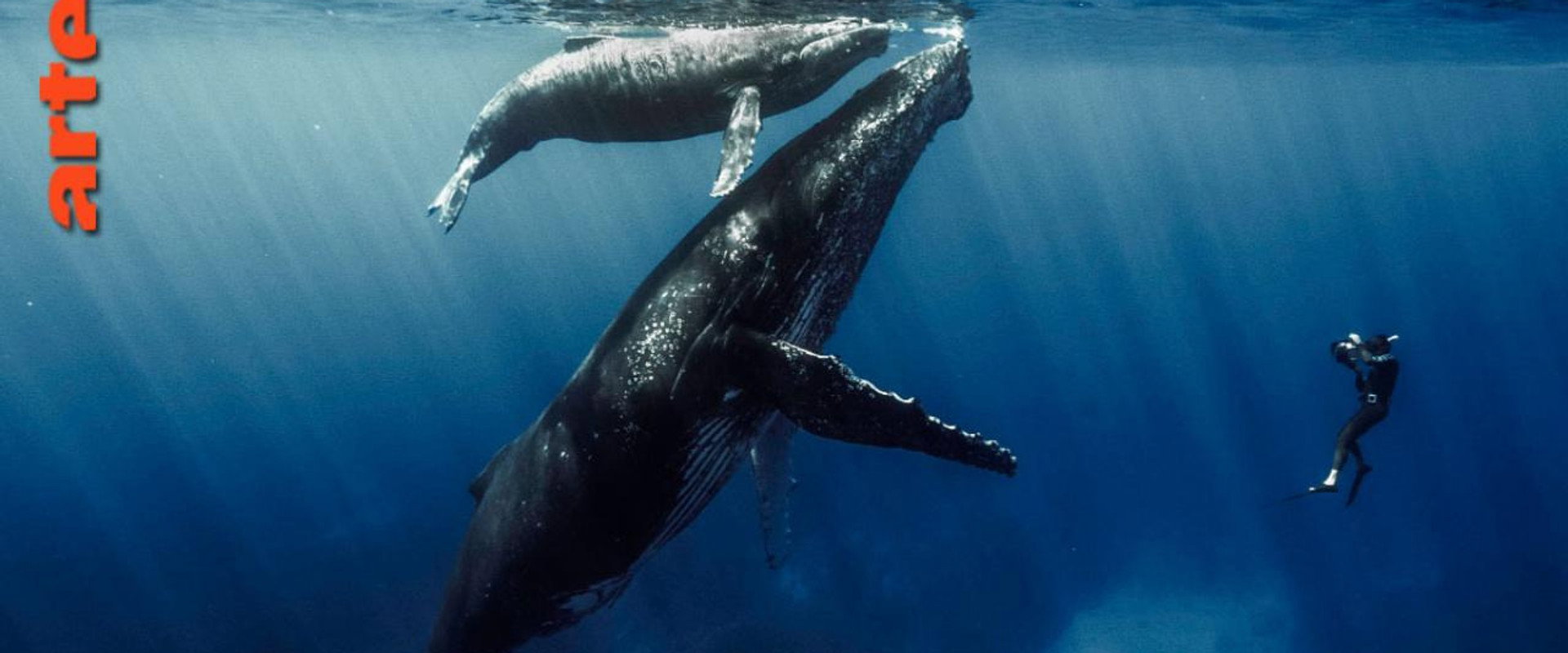 Quand baleines et tortues nous montrent le chemin