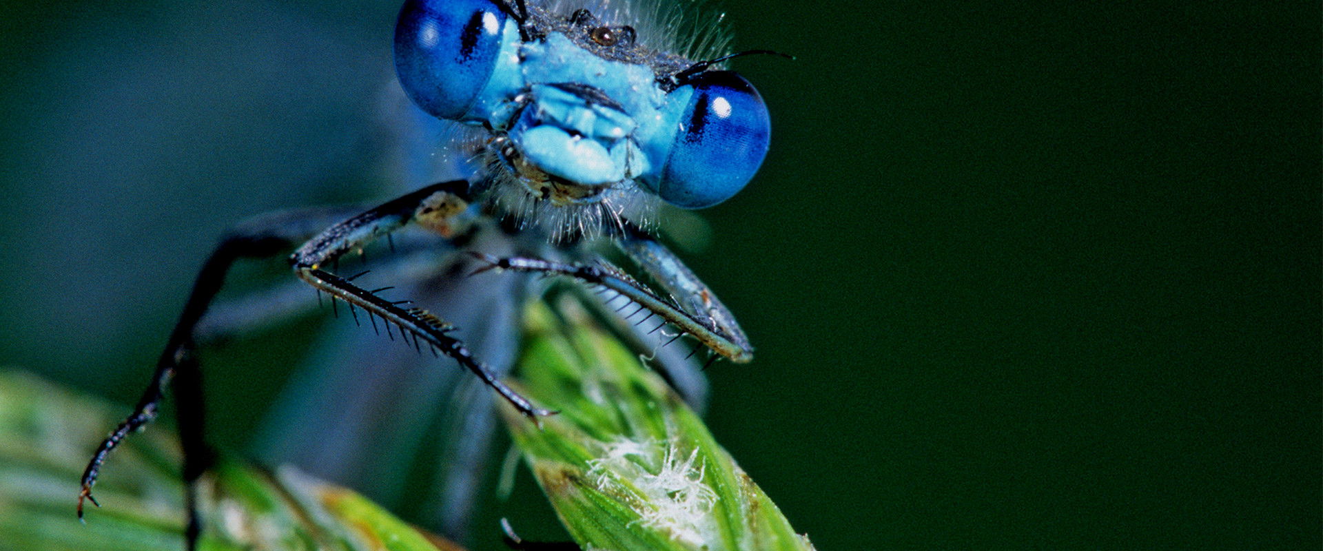 Life in the Undergrowth