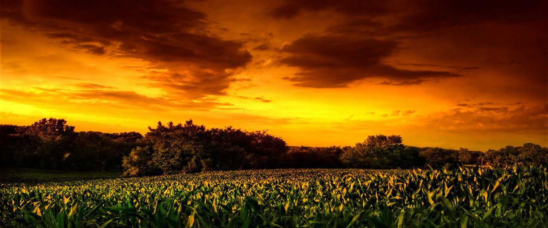 Children of the Corn II: The Final Sacrifice