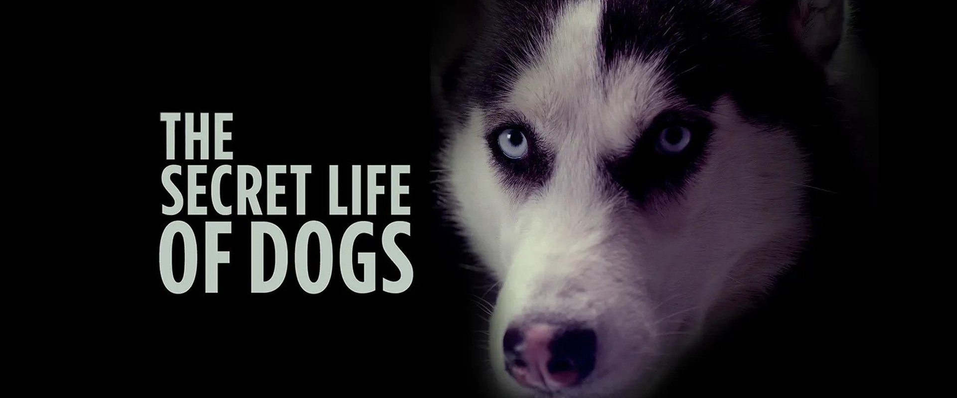 The Secret Life of Dogs