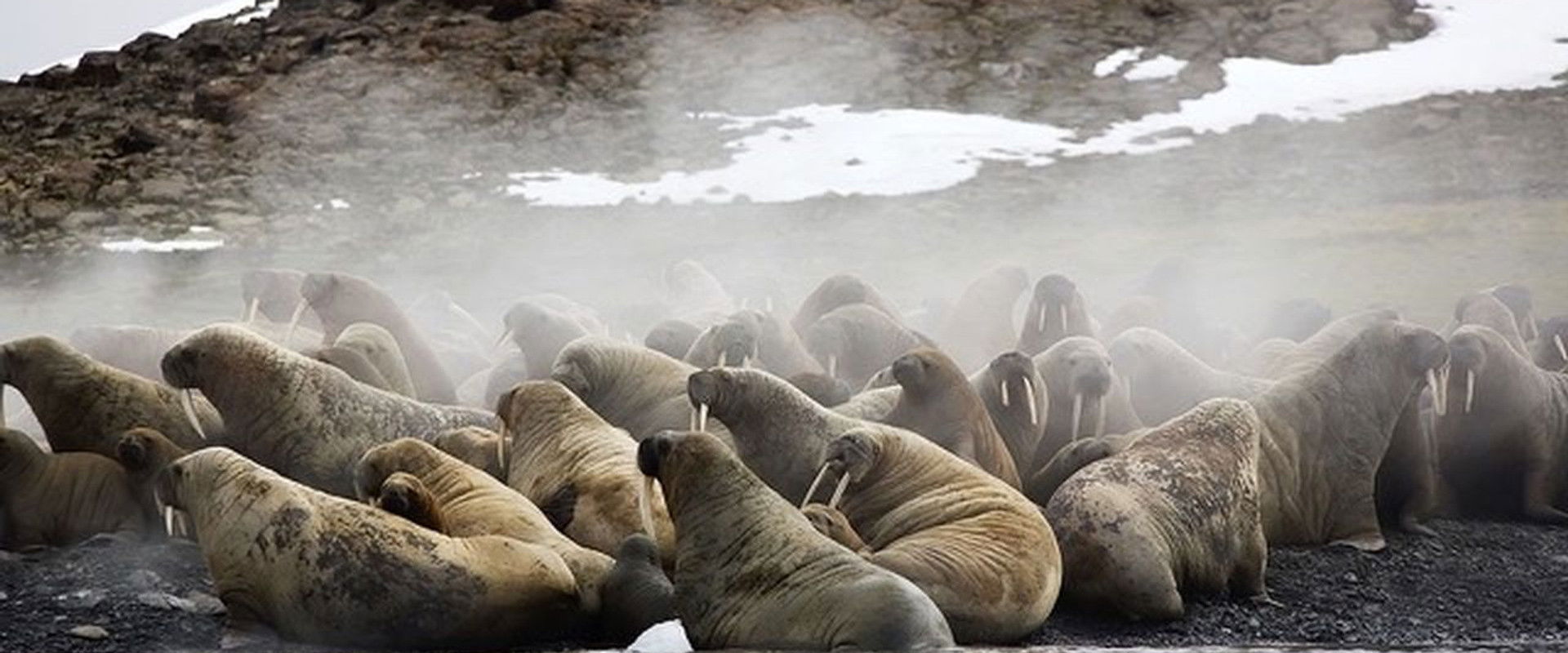 Siberia's Wild Year's banner image