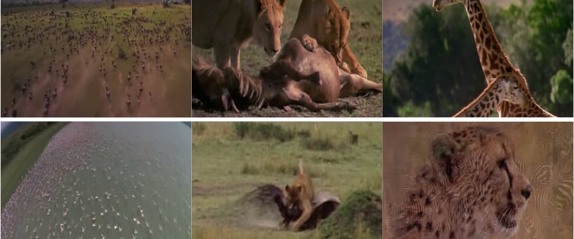 Africa: The Serengeti