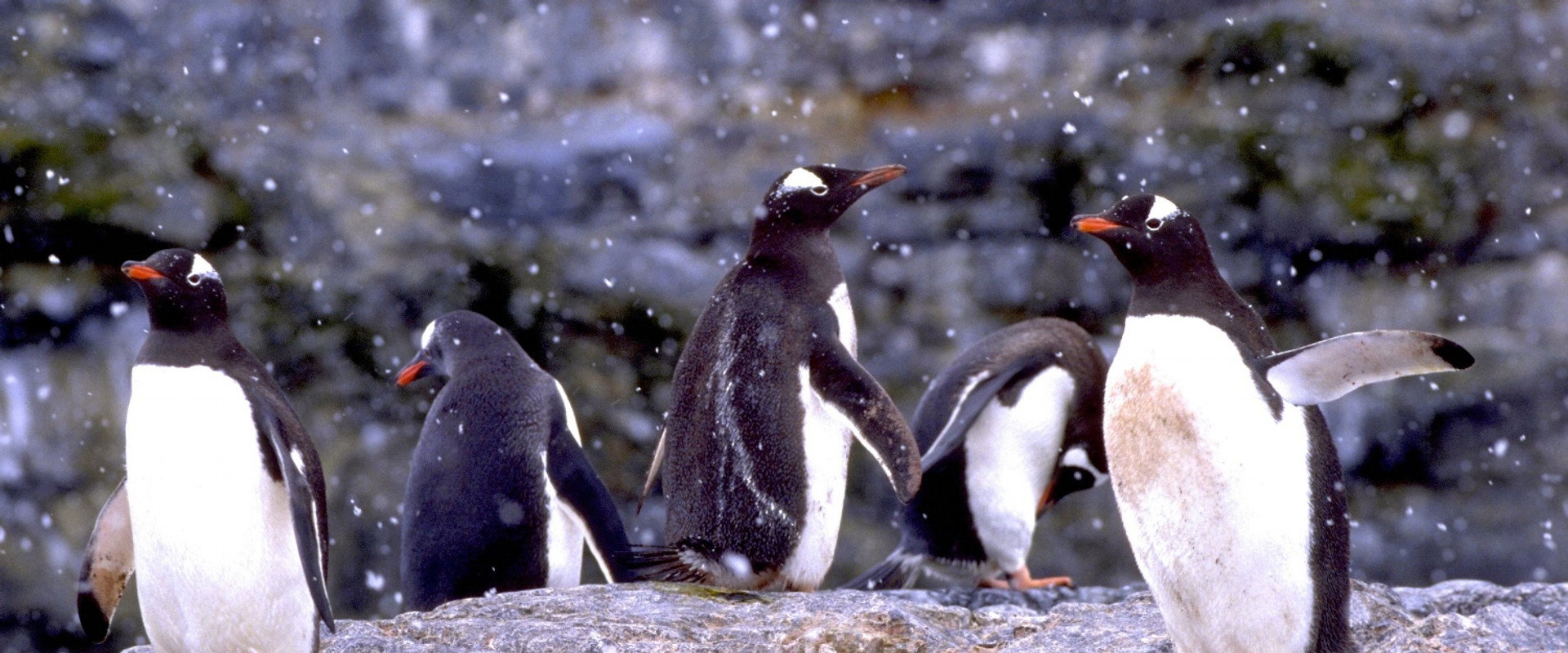 The Penguin Counters