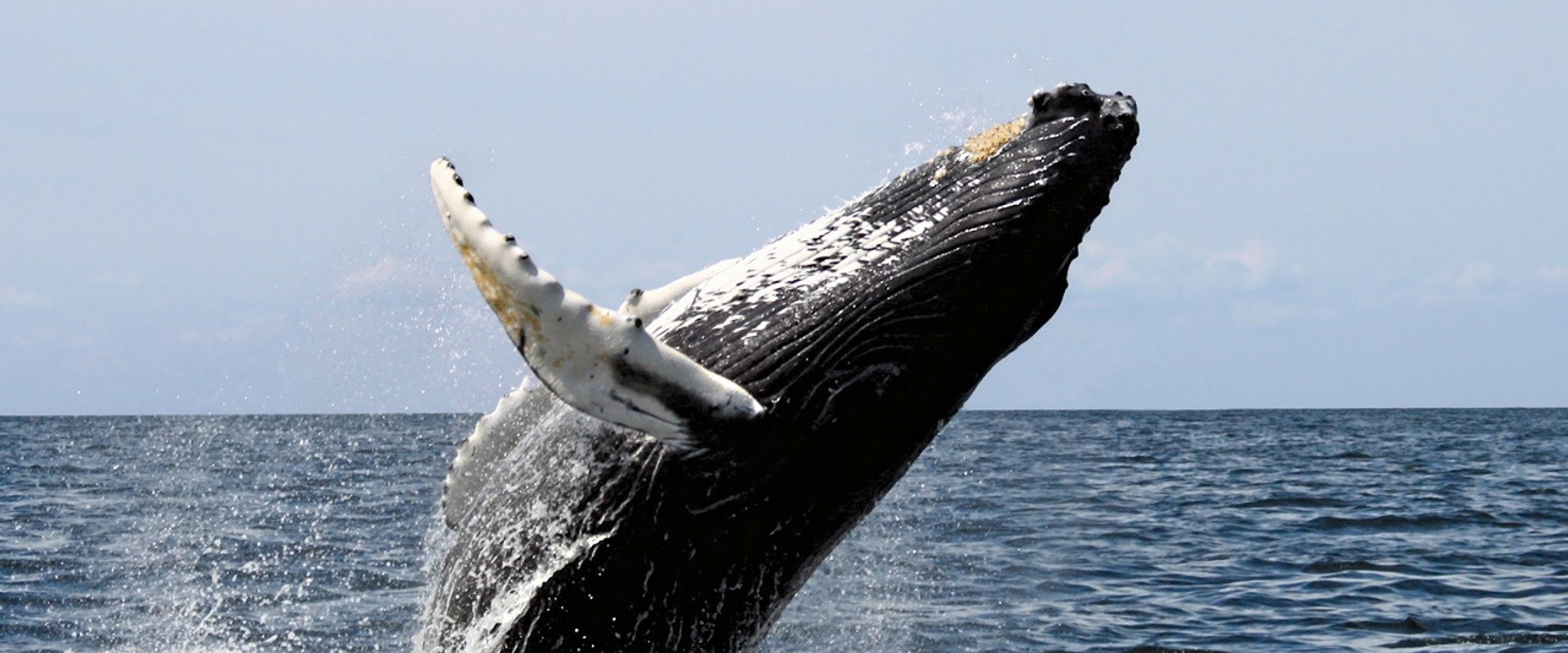 Ocean Giants's banner image
