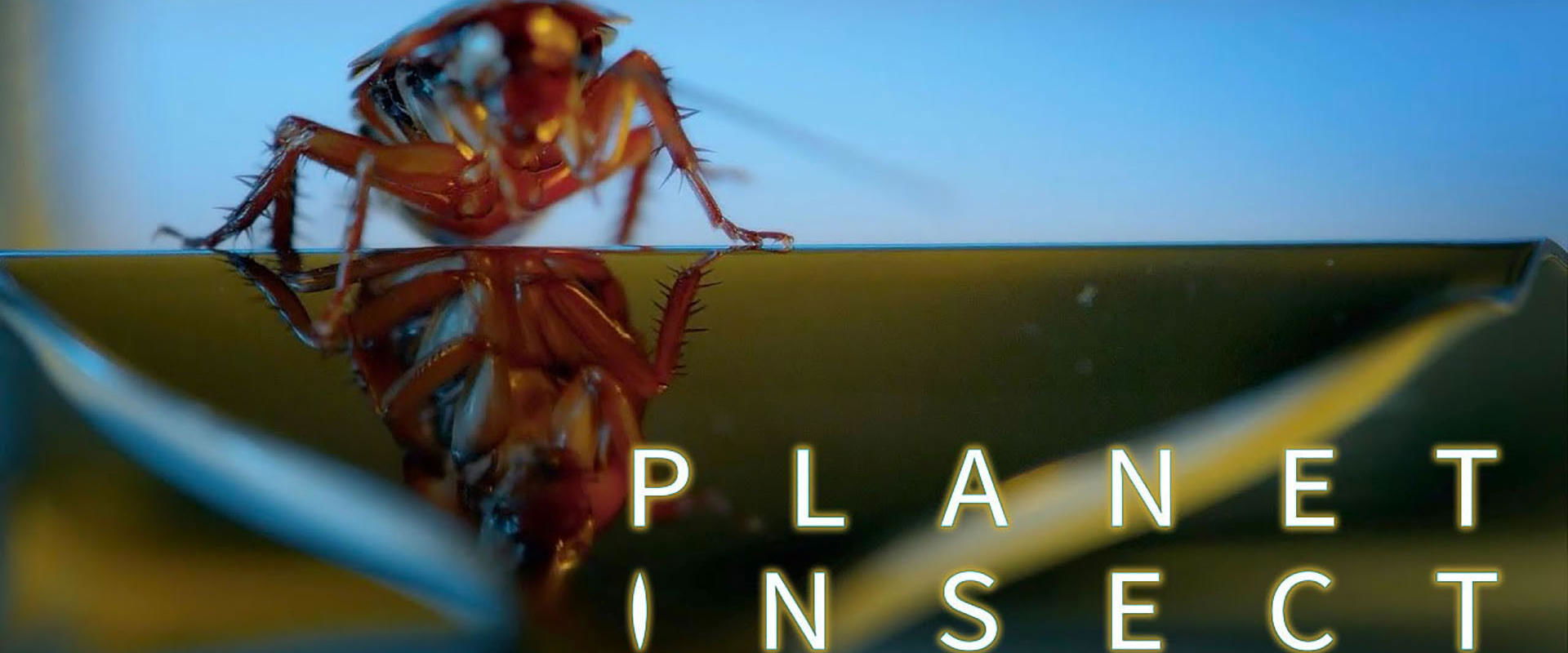 Planet Insect