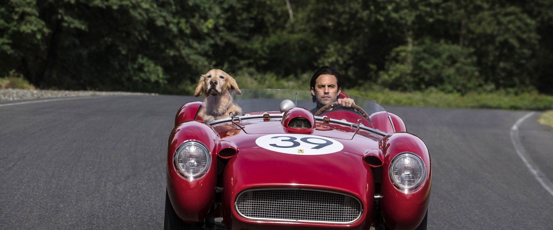 Enzo und die wundersame Welt der Menschen