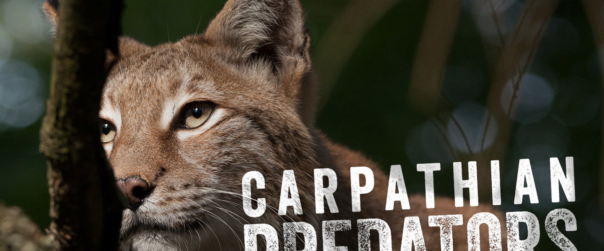 Carpathian Predators