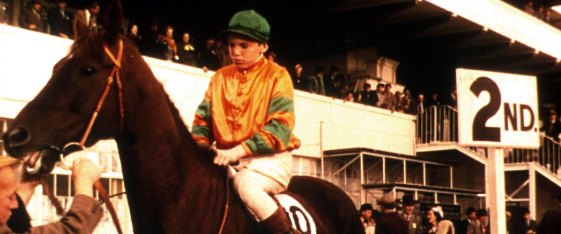 The Rainbow Jacket