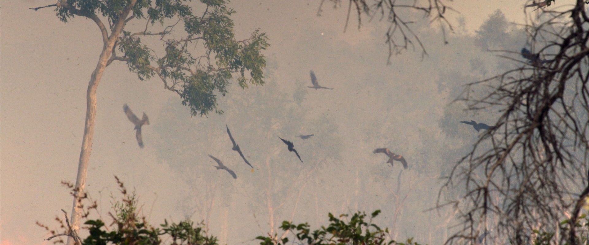 A Wild Year On Earth